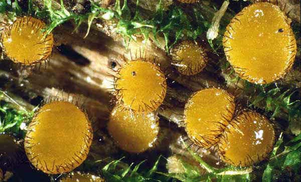 Scutellinia erinaceus